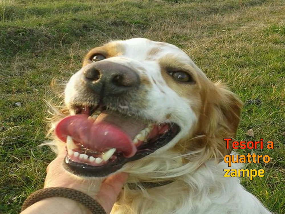 cane_breton_adf