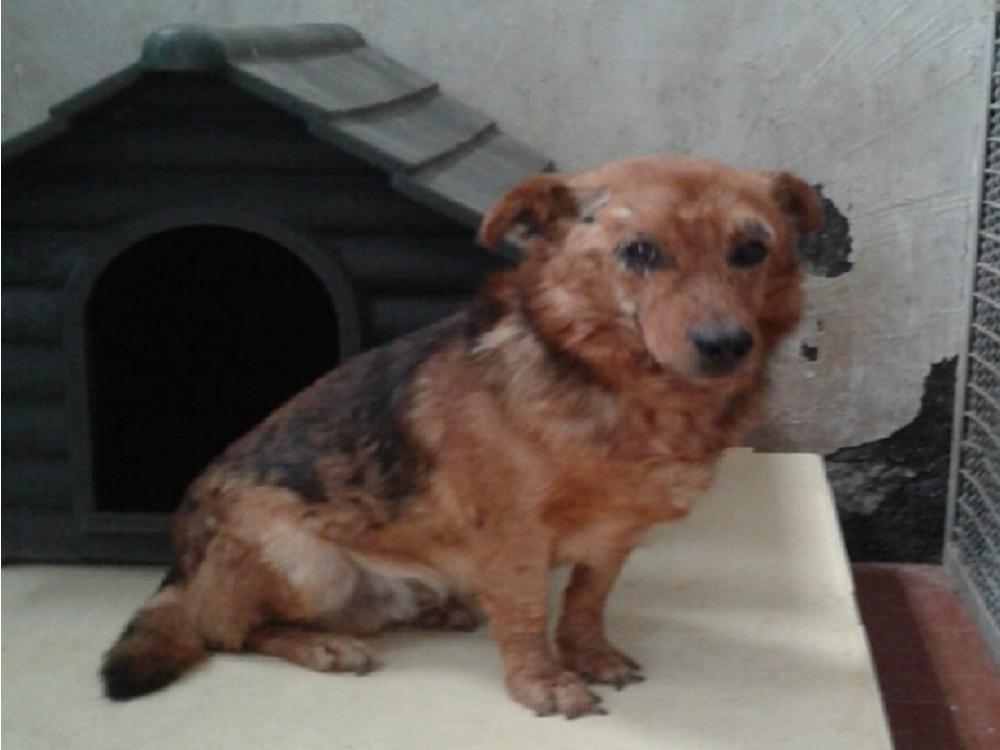 cane_cagnolino_sanitario_rieti_adf