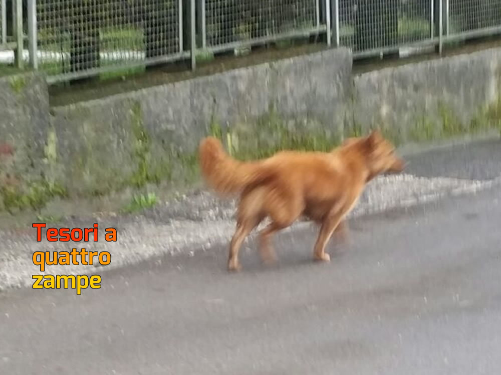 cane_campomoro_raffy