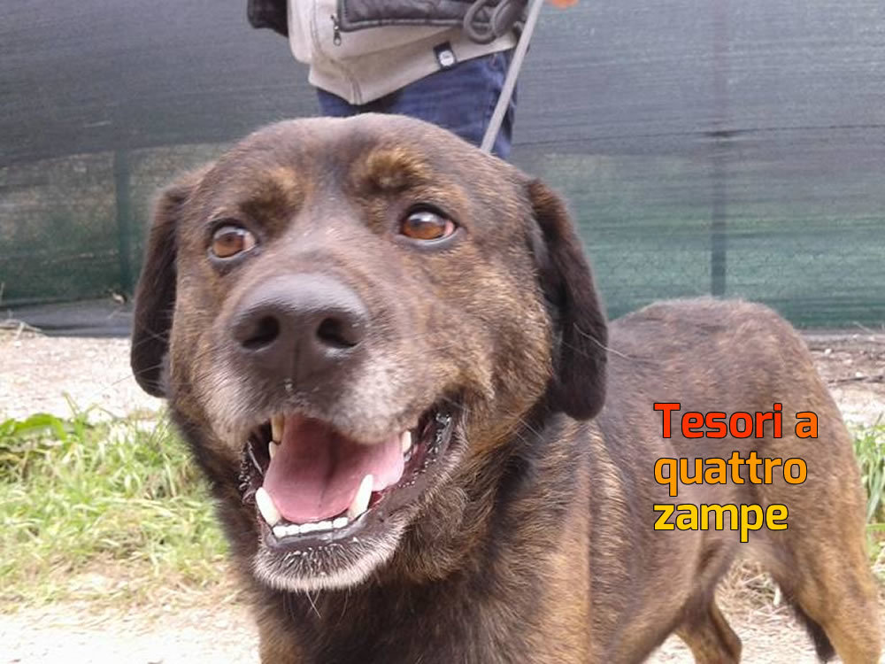 cane_canile_sanitario_rieti_adf2