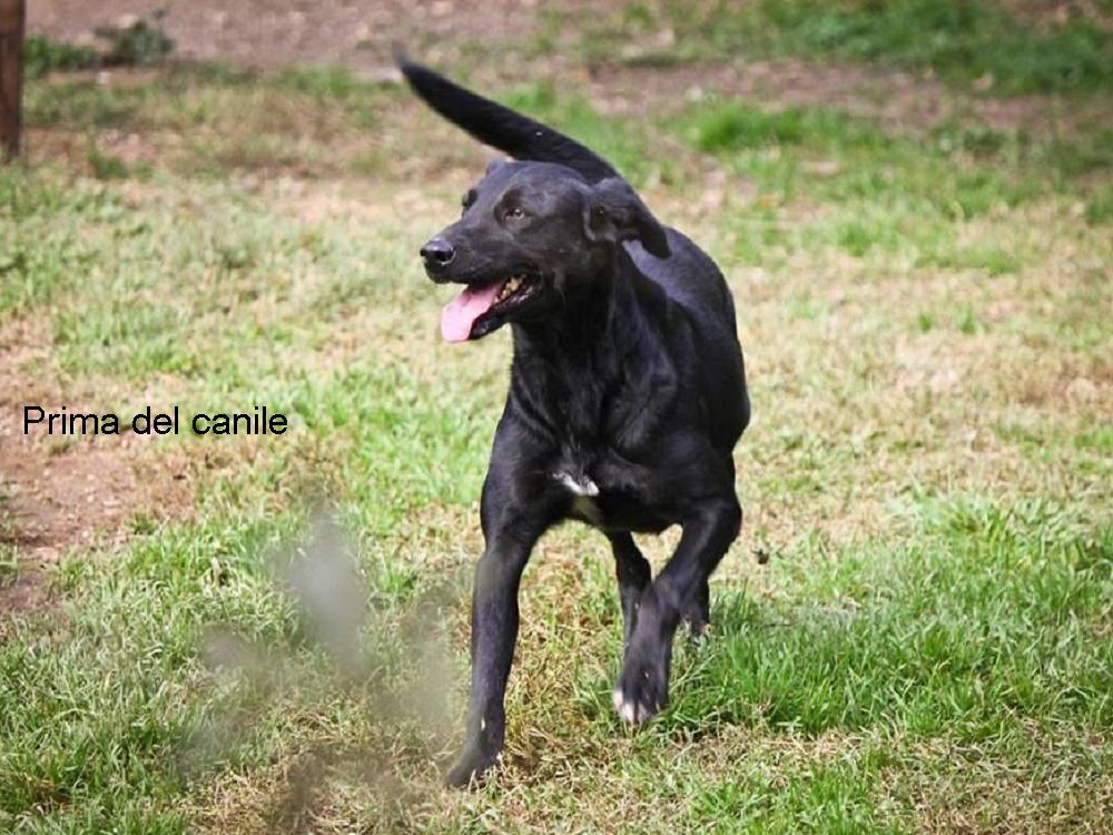 cane_el_loco_raffy_2