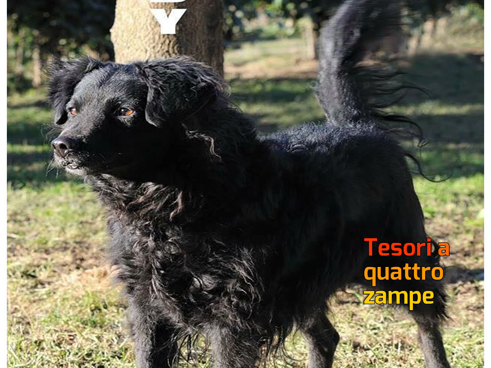 cane_lady_laura _berardi2
