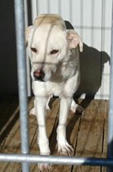 cane_lucio_canile_sanitario_adf