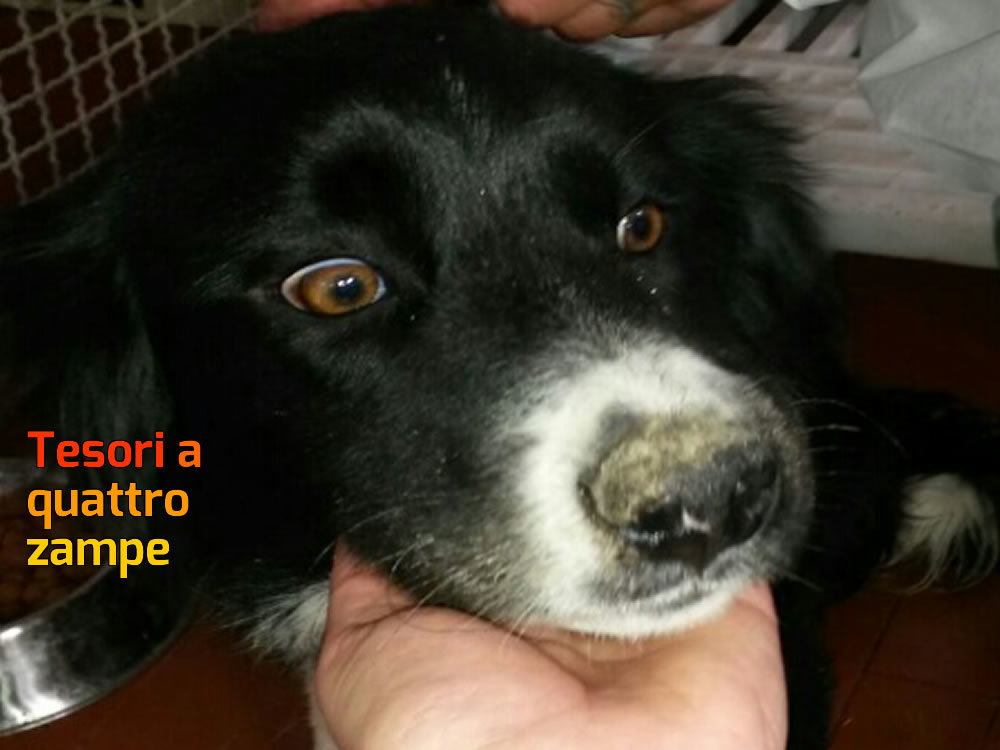 cane_maschio_scandriglia_sanitario_adf