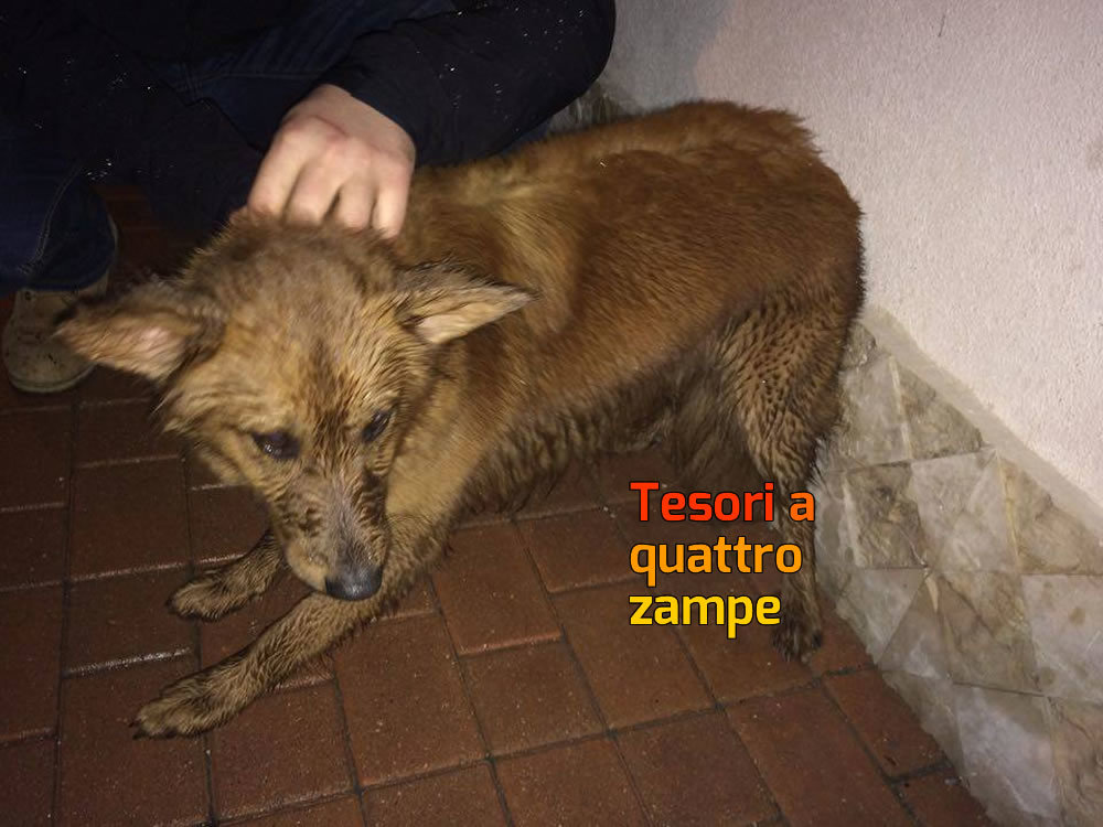 cane_piazza_tevere_maria_elena_fainelli_3