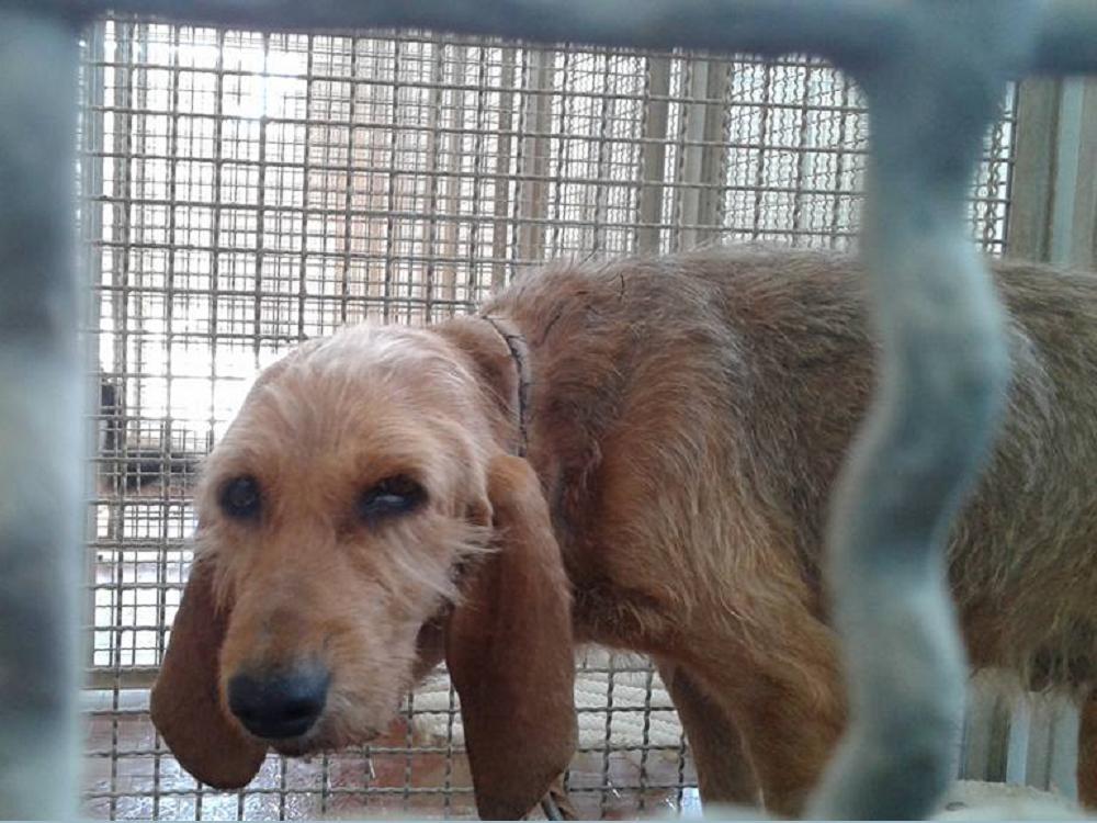 cane_segugia_collo_segato_sanitario_adf