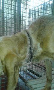 cane_segugia_collo_segato_sanitario_adf2