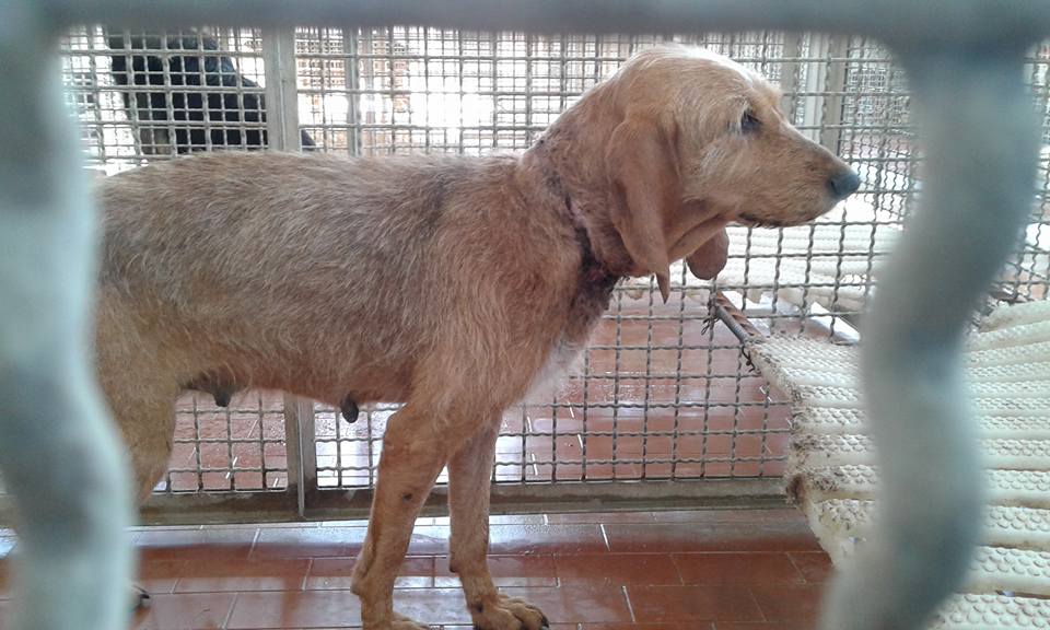 cane_segugia_collo_segato_sanitario_adf3