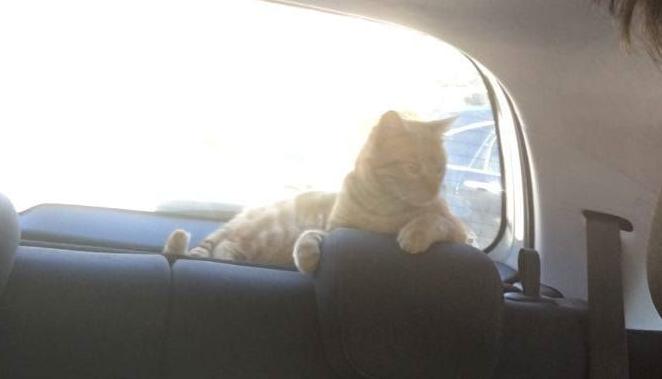 gatto_investito_a_campoloniao_raffy2