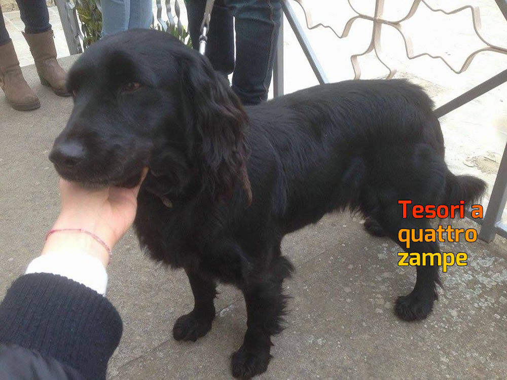cane_amatrice_arianna_arigoni_2