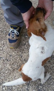 cane_cagnolina_cieca_vittoria_marino_raffy_3