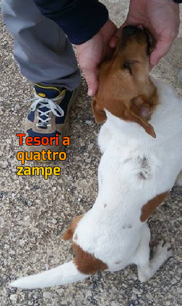 cane_cagnolina_cieca_vittoria_marino_raffy_3