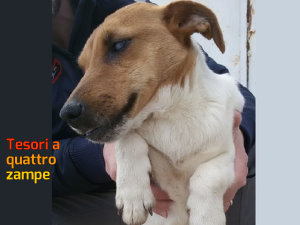 cane_cagnolina_cieca_vittoria_marino_raffy_4