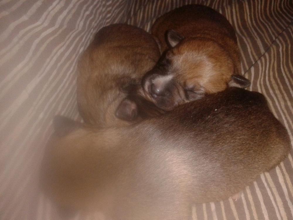 cane_cani_rieti_busta_di_plastica