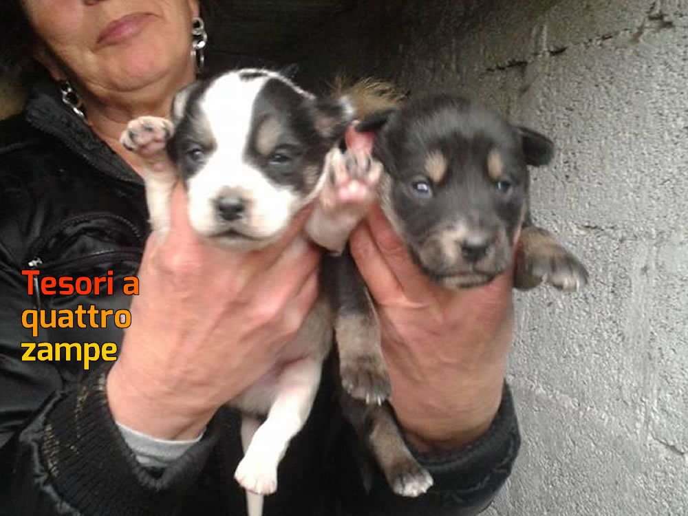 cane_cucciole_adf_maschi