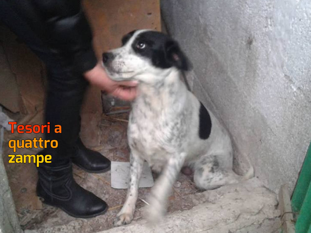 cane_cucciole_mamma_adf