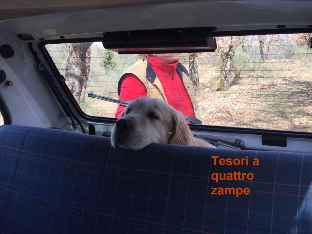cane_federico_3