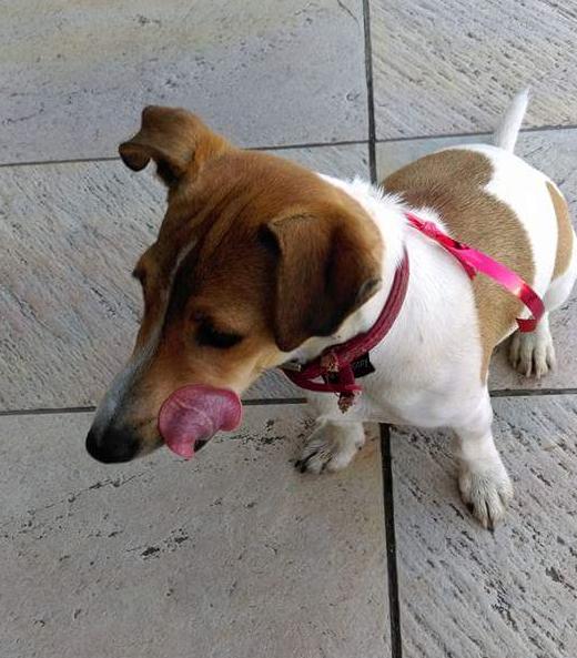 cane_jack_russell_valentina_coltella