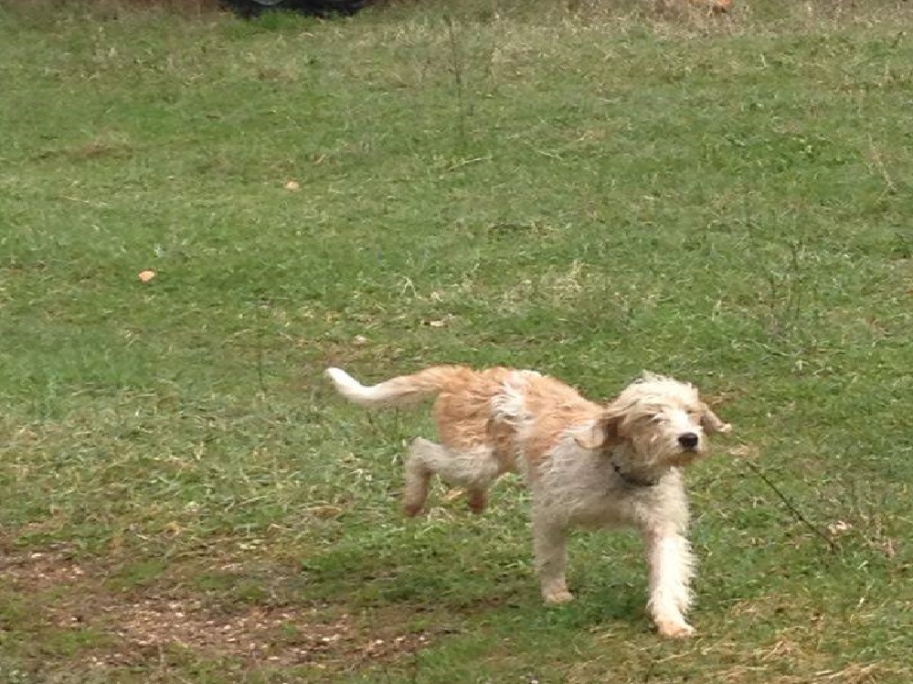 cane_lagotto_lisciano_alessndro_biscetti_2