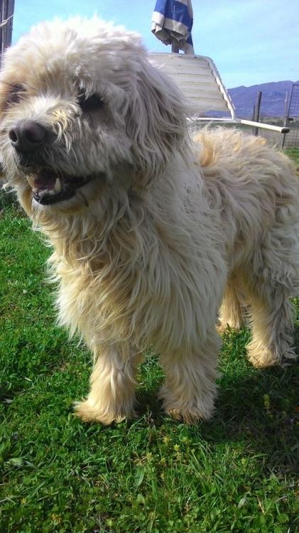 cane_mocio_rifugio_adf