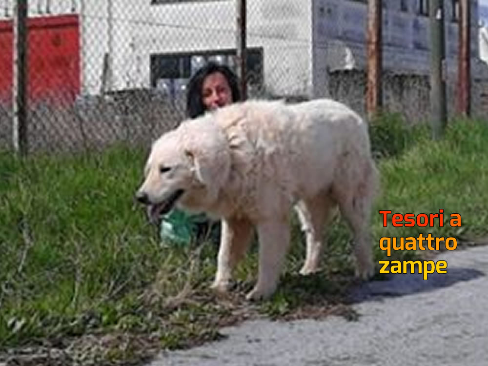 cane_neve_marianna_adf