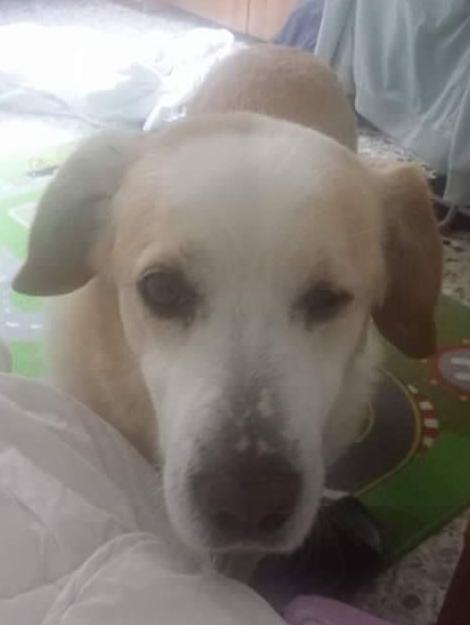 cane_pongo_adottato_4