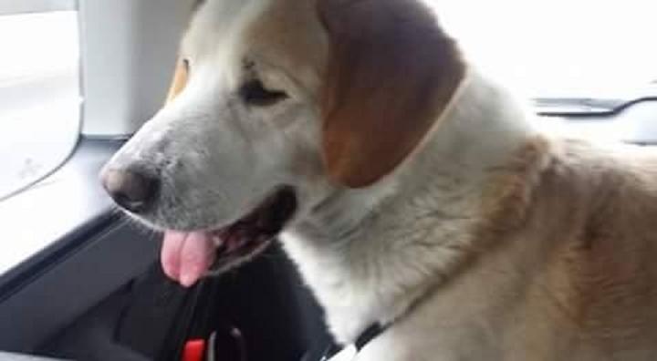 cane_pongo_adottato_6