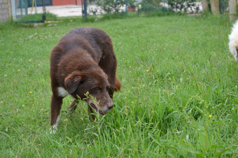 cane_ricky_alessandra_bottari_3