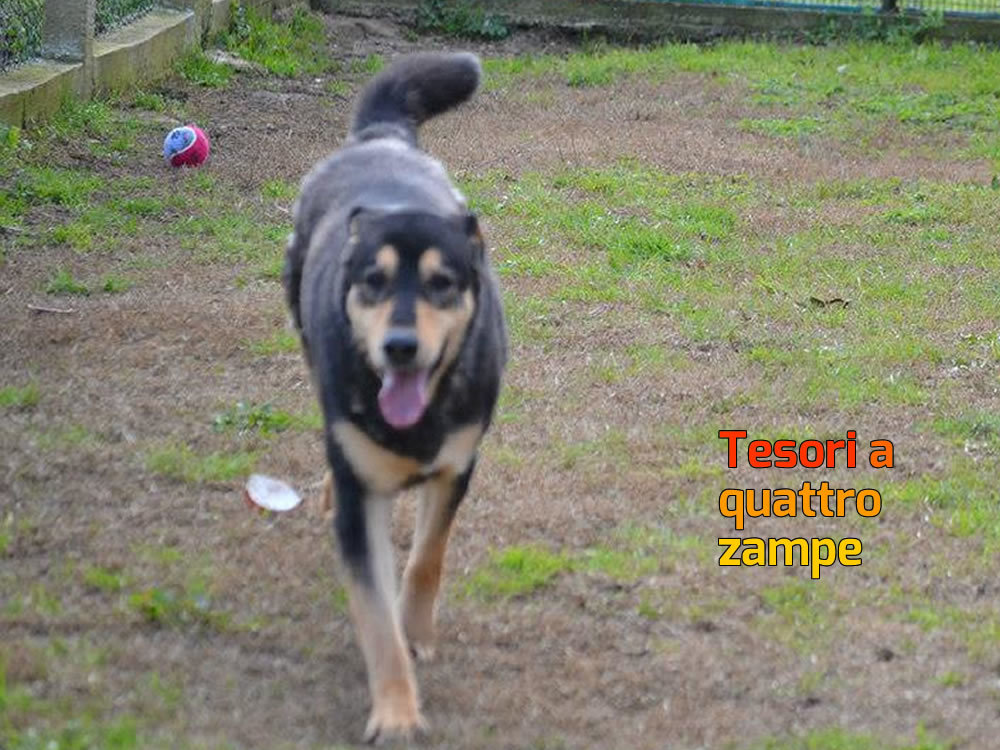 cane_sammy_canche_for_dogs_3