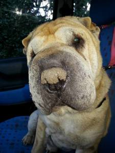 cane_shar_pei_rescue_italia_onlus_raffy_2