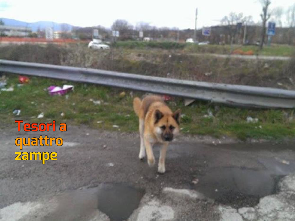 cane_simona_trauzzi_md_rieti-624x468