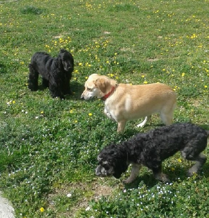 cane_thelma_sanitario_adf_2