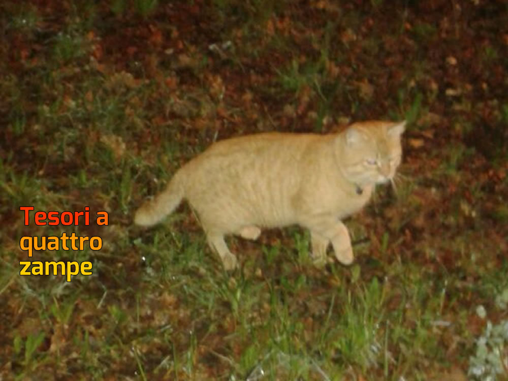 gatto_campomoro_paola_corradini