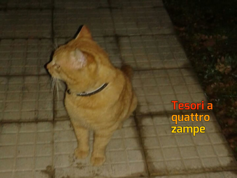 gatto_campomoro_paola_corradini_2