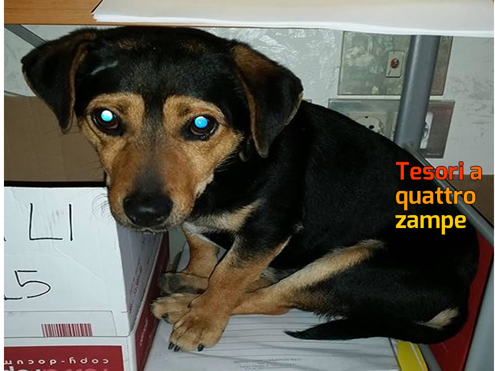 cane_ascom_rieti_raffaella_polidori_2