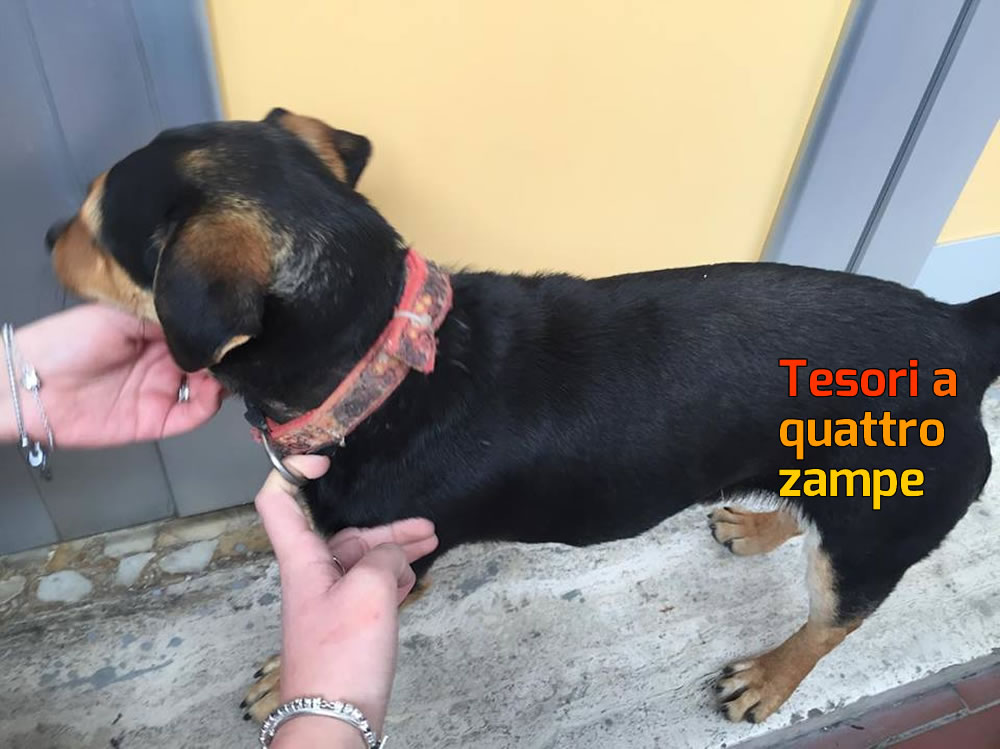 cane_benedetta_raimondi_rieti