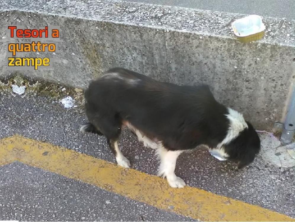 cane_femmina_gemma_caoni_casali_poggio_nativo