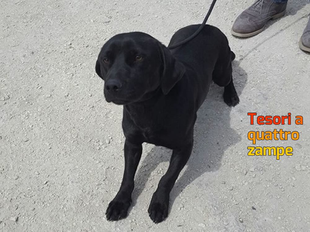 cane_labrador_nero_sanitario_adf