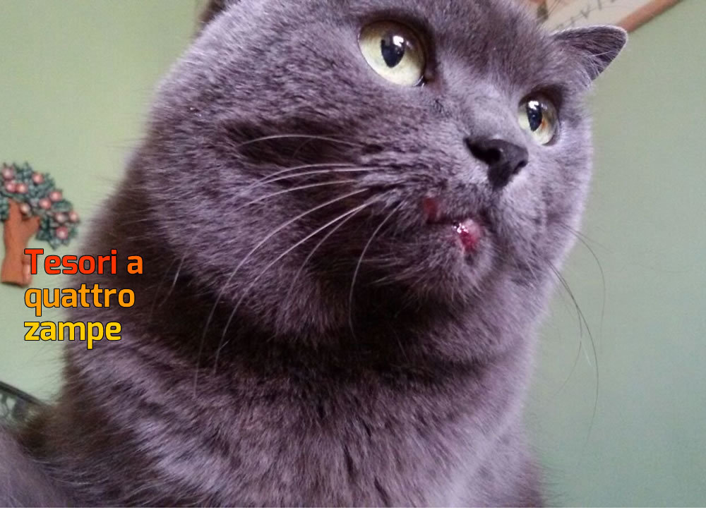 gatto_damka_rachele