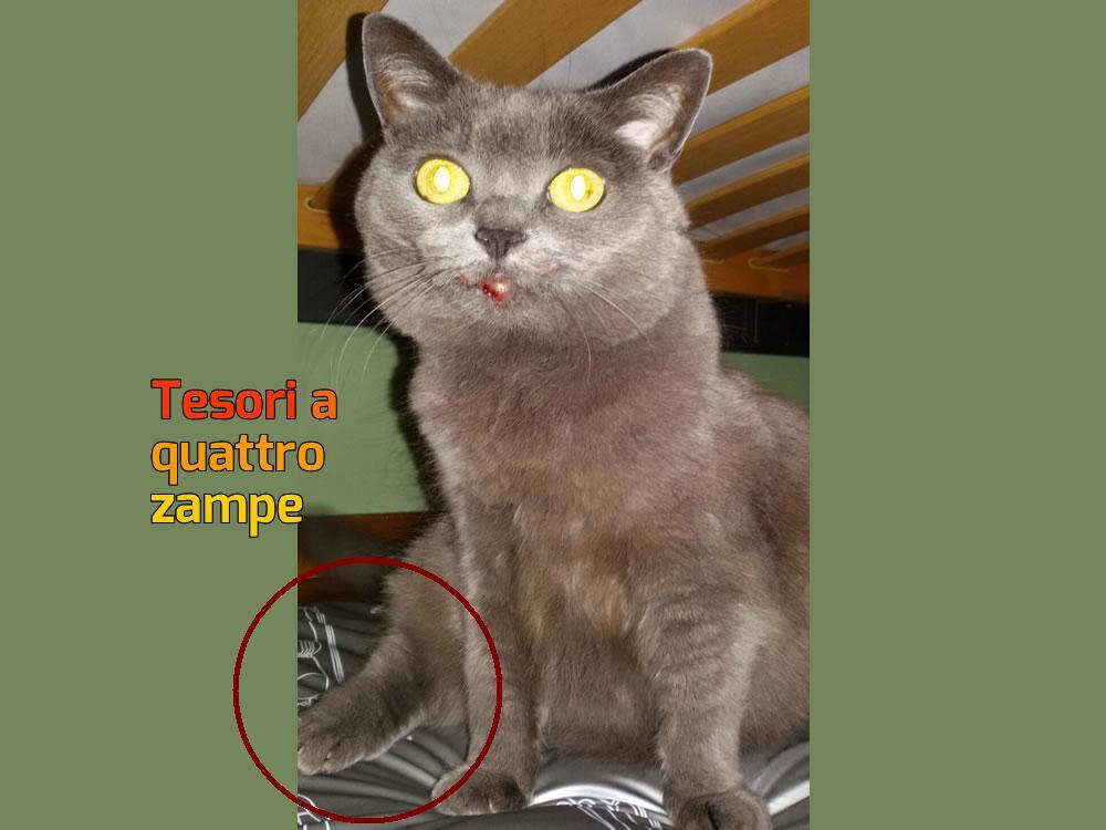 gatto_damka_rachele_3