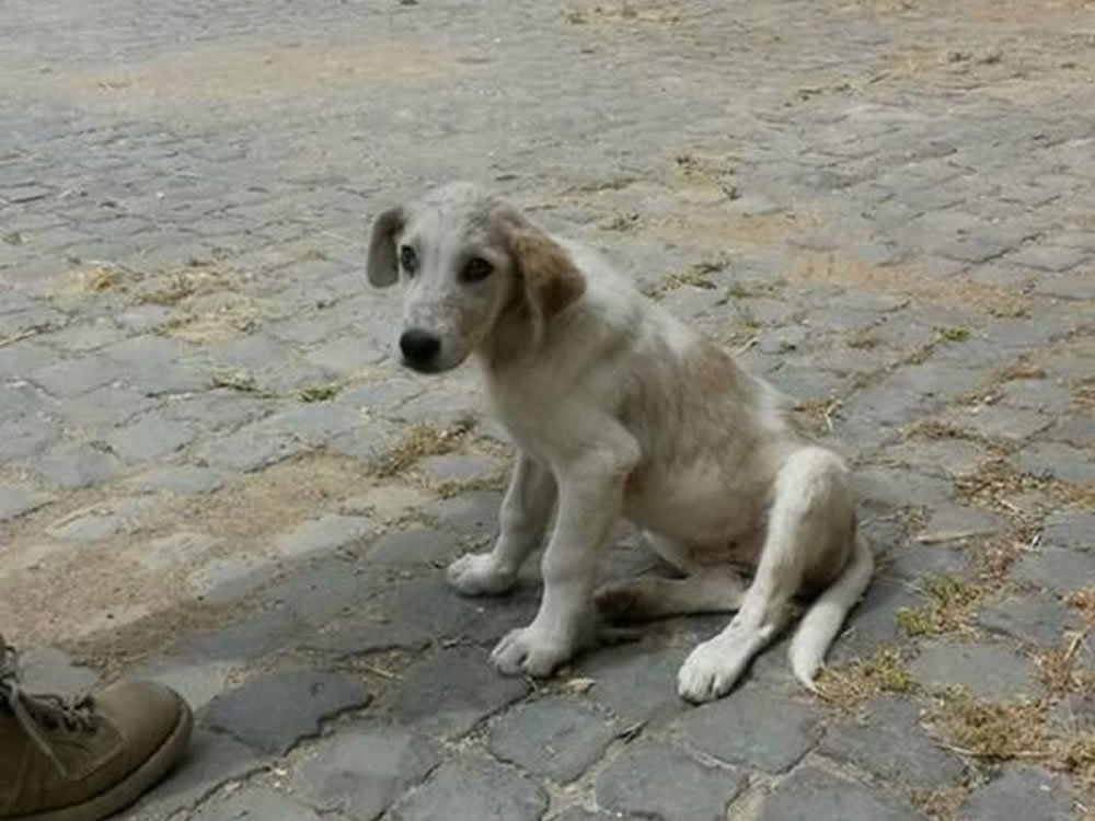 cane_cani_famiglia_4_zampe_abbandonati_forano_p&f_cucciolo