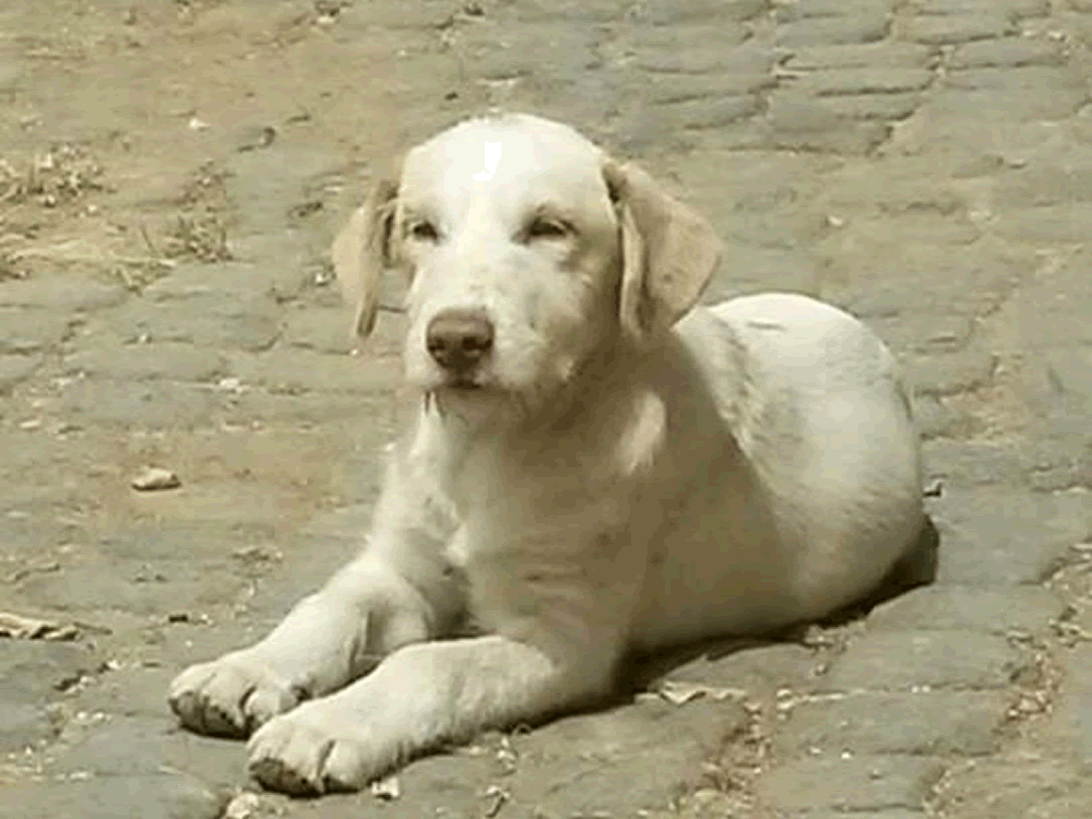cane_cani_famiglia_4_zampe_abbandonati_forano_p&f_cucciolo2