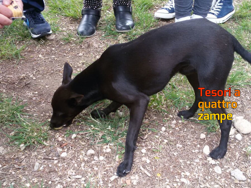 cane_corese_terra_raffy_2