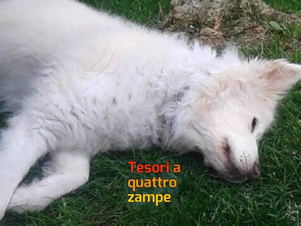 cane_femmina_merilisa_dal_dosso_carrellino