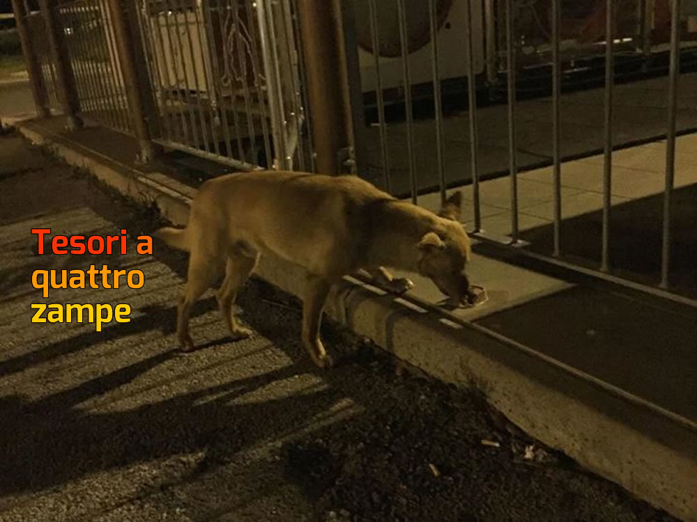 cane_mc_donalds_rieti_lucapatrizi_2