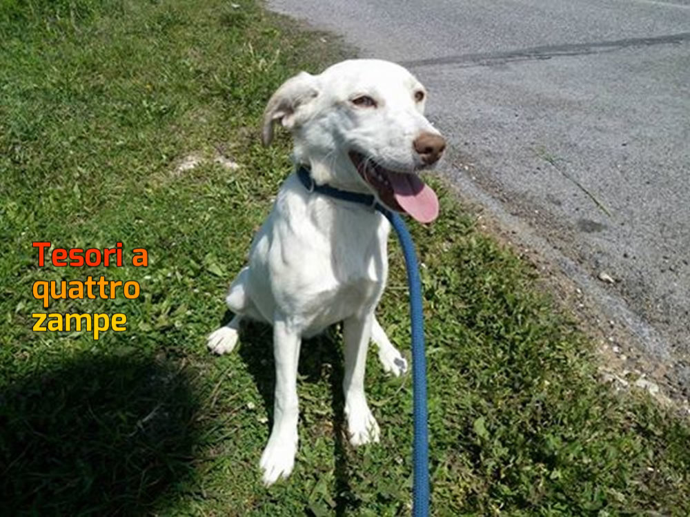 cane_nala_sanitario_adf