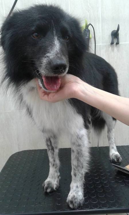 cane_pirata_2