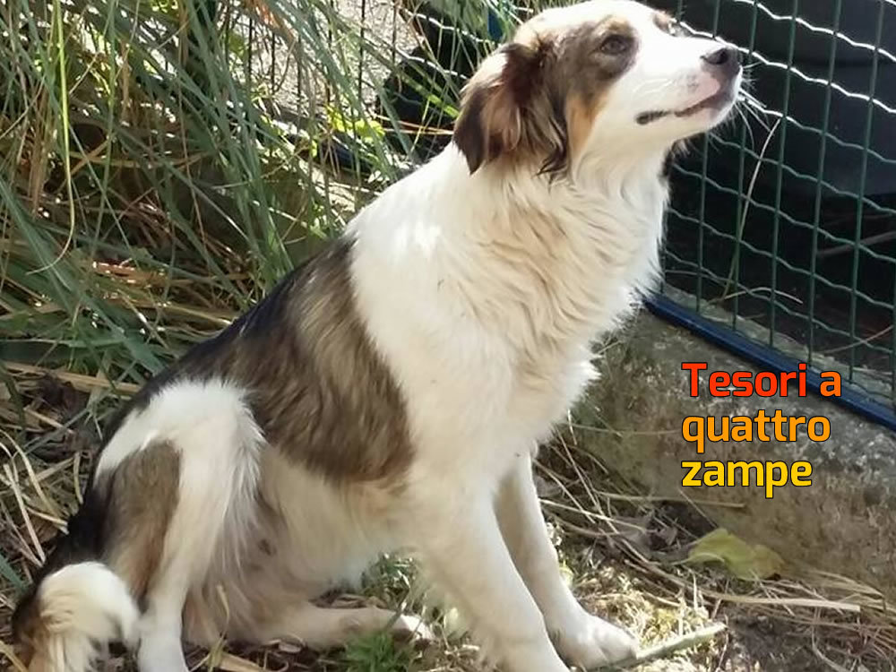 cane_roma_anna_rita_mascia_pipi_sotto_raffy_2