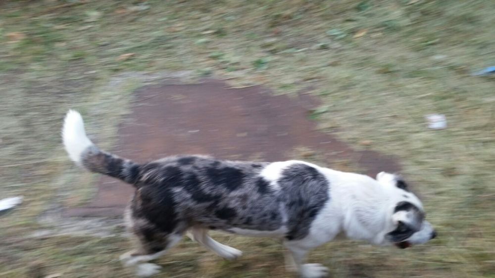 cane_via_strampelli_rieti_2