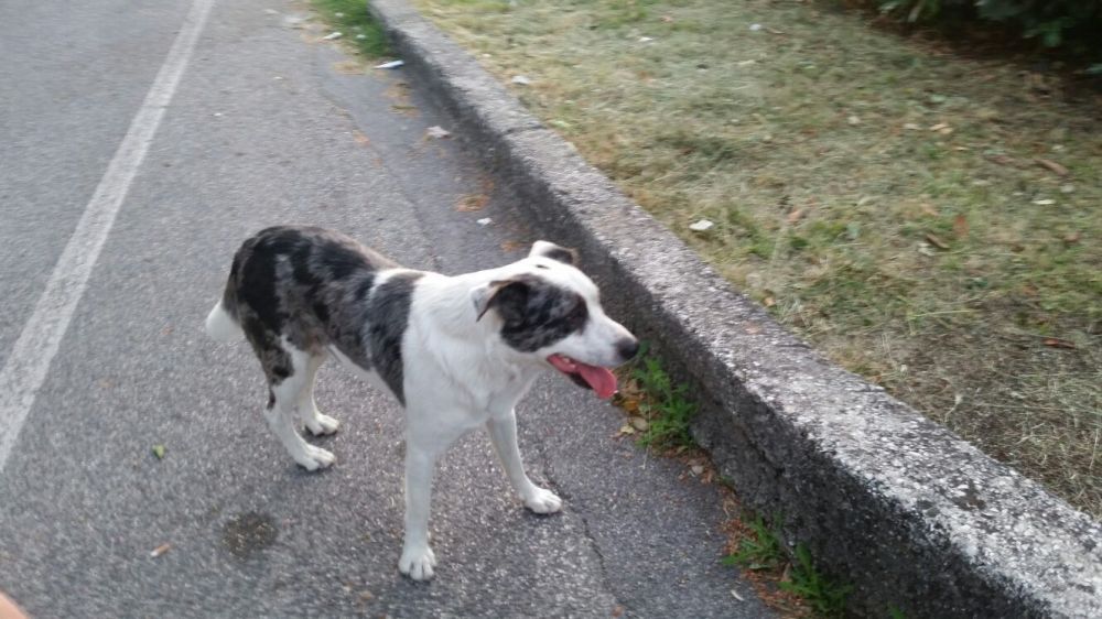 cane_via_strampelli_rieti_3